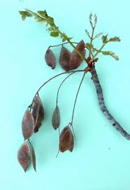 Image result for Burkea africana