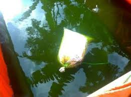 Di bawah ini beberapa cara mengecat kolam khususnya kolam ikan koi: Cara Mensterilkan Menetralisir Bau Semen Beton Cat Kolam Ikan Baru Blacan Com
