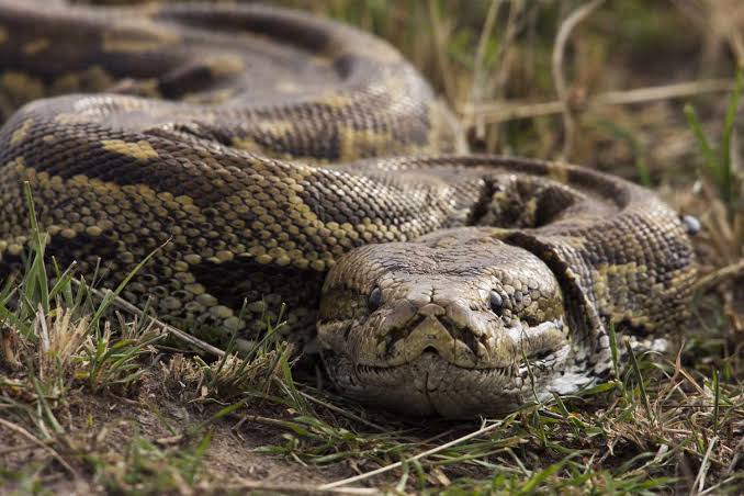 Florida Encourages Residents to Eat Wild Pythons to Help Combat  Overpopulation