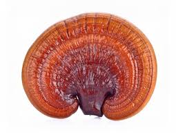 Image result for Ganoderma lucidum