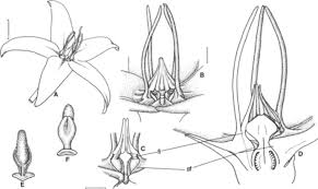 Image result for Raphionacme monteiroae