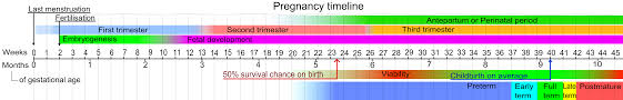 Pregnancy Calendar Template Adoption Wiki