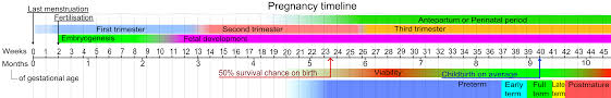 pregnancy calendar template adoption wiki