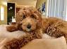 5 Doodle Breeds You Need to Get on Your Radar ASAP