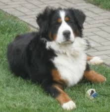 Frage Wegen Meinem Berner Sennen Hund Decken Berner Sennenhund