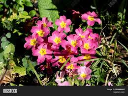 Plentiful pink expand your palette of rosy blooms with these. Primrose Primula Image Photo Free Trial Bigstock