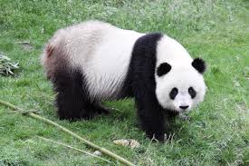 À sa naissance, le petit pèse à peine 110 grammes ; Grosse Pandas In Beauval Eine Der Attraktionen Des Zoos Von Schontal