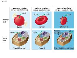 Animal cell before and after hypotonic solution. How Do Substances Move In And Out Of