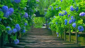 Beautiful Scenery Wallpaper Hd Free Download For Pc Nature Images Download 236826 Hd Wallpaper Backgrounds Download Visit our website choose wallpaper your screen size click here to download. beautiful scenery wallpaper hd free