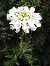 Iberis Candytuft A To Z Flowers