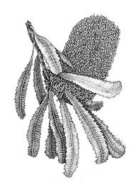 Botanical Illustration Botanical Illustration Botanical Art Botanical Drawings