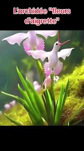 Image result for Habenaria arianae
