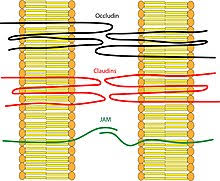 What is the largest organelle in a plant cell? Tight Junction Wikipedia