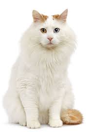 Turkish Van Cat Breed Turkish Van Cats Cat Breeds Turkish Van