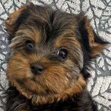We have small, tiny yorkies for sale from traditional yorkie colors to the parti yorkie colors and blondes, chocolates, and goldens. Teacup Yorkshire Terrier Puppies For Sale Melbourne