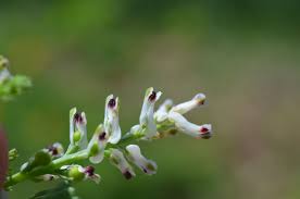 Image result for Paraknoxia parviflora
