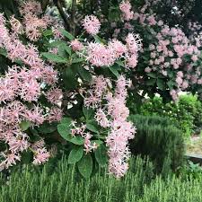 The Gorgeous Daiscotinifolia Pompomtree Flowering In Melbourne At The Moment Not To Be Confused With The Somewhat Simil Pom Pom Tree In This Moment Gorgeous