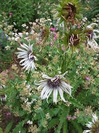 Image result for Berkheya zeyheri