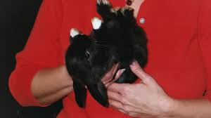 Baby Uno Animals Hamster Baby