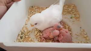 muhabbet kusu yavrulari beslenmis mi kontrolunu etmek control of budgerigar feeding youtube