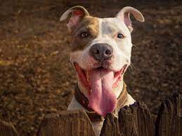 New Way To Calculate Dogs Ages May Unlock Secret To Aging Abc News