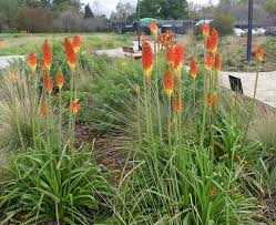 Image result for Kniphofia