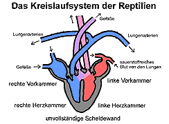 Kreislaufsystem Von Reptilien