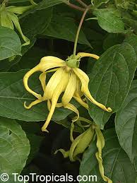 Image result for Annonaceae