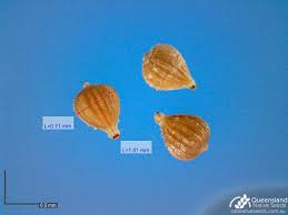 Image result for Fimbristylis dichotoma