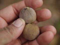 Image result for Terminalia bellirica