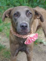 If you see what you like, contact us today to meet your new, furry visit our available puppies for sale at petland robinson located in pittsburgh, pa! South Hills Pet Rescue