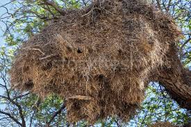 Sociable weavers are unlike most other birds due to their lifestyle and nest building. African Sociable Weaver Big Nest On Tree Stock Photo C Artush 5118225 Stockfresh