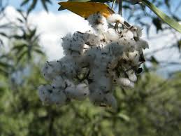 Image result for Tarchonanthus camphoratus