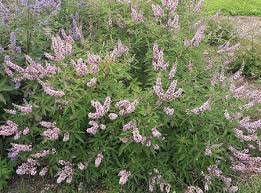 Pink flowering trees in sc. Vitex Agnus Castus Pink Pinnacle V07 Sc Op 4 Decidous Trees And Shrubs Assortment Shop Kordes Jungpflanzen