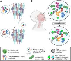 Image result for Penicillin Resistant Pneumococcus