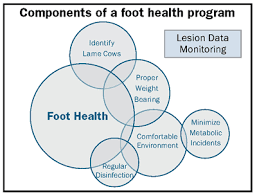 Image result for hoof disease chart for cow
