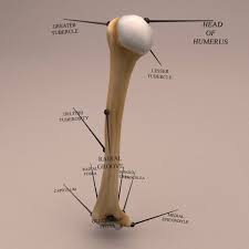 Red bone marrow fills the spaces between the spongy bone in some long bones. Anatomy Human Arm Bone 3d Model Kezan S Portfolio