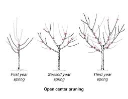 Open Center Pruning Apple Trees Pruning Fruit Trees Pruning Apple Trees Tree Pruning