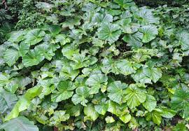 Image result for Begoniaceae