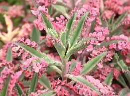 If you live in a cold area, it is better to plant dick's pink in an indoor environment. Kalanchoe Pink Butterflies Care Tips Where To Buy Mountain Crest Gardens