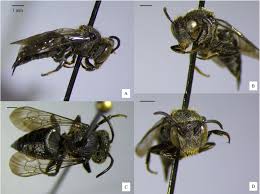 Image result for Mostuea batesii