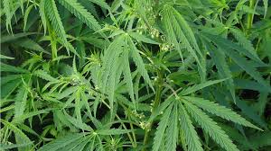 Cannabis Auf Krankenschein Kein Recht Auf Cannabis Behindert Barrierefrei E V
