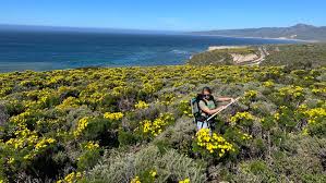 Wildflowers Are Blooming – And NASA Just Got the Best View