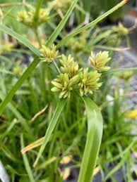 Image result for Eragrostis