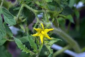 I am thinking a good 2 so, with tomatoes, the first thing we can do to improve the fruit is reduce the nitrogen. How Long After Flowering Do Tomatoes Appear Vegetable Gardenerx