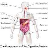 Image result for what is the purpose of mechanical digestion course hero