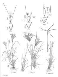 Image result for Chloris virgata