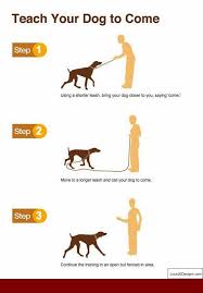 How To Train Your Dog To Stop Barking When Someone Comes To The Door And Pics Of Training My Dog To Stop Bi Dressirovka Shenka Dressirovka Sobak Uhod Za Sobakoj