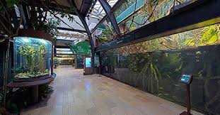 Amazon Rising At The Shedd Aquarium Permanent Exhibition Tickets 6 8 In The Amazon Animals Plants And People Al Shedd Aquarium Aquarium Fish Swimming