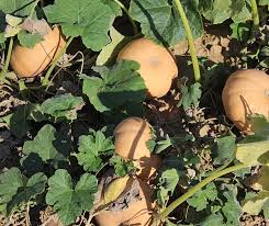 Image result for Cucurbita moschata